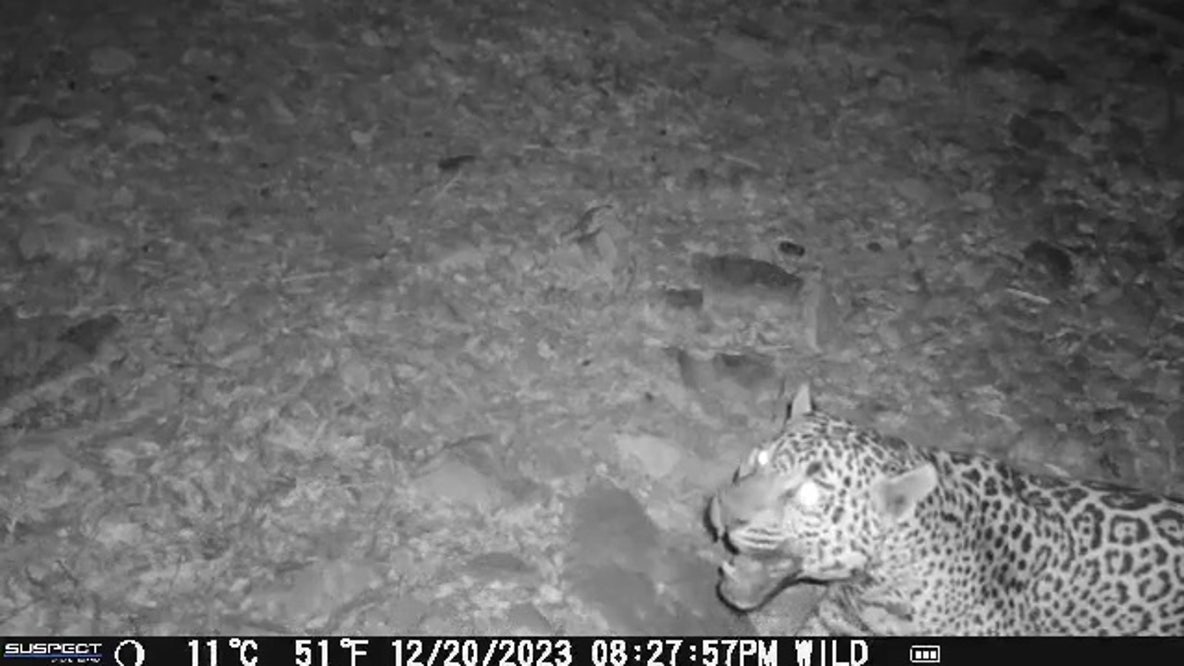 Footage of newly spotted jaguar in Arizona released